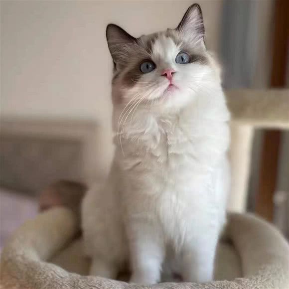 萌Q·MENTA宠物生活馆:北京城区朝阳区定福庄附近