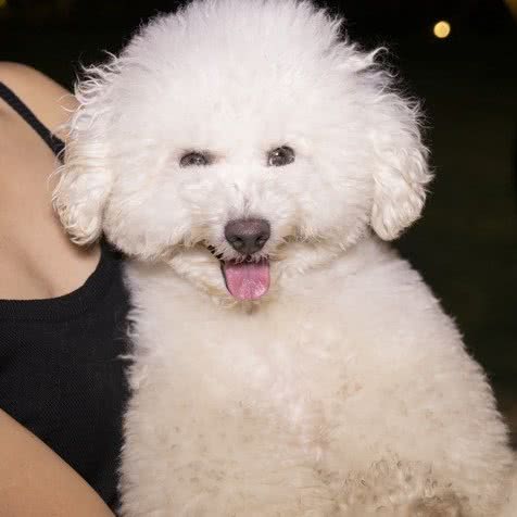 亲密伙伴宠物诊疗:安顺市西秀区