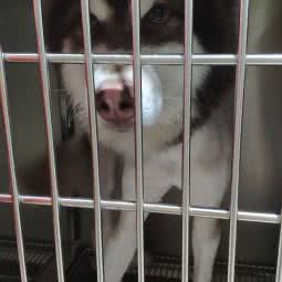 仁华宠物医院(平坝店):安顺市平坝区