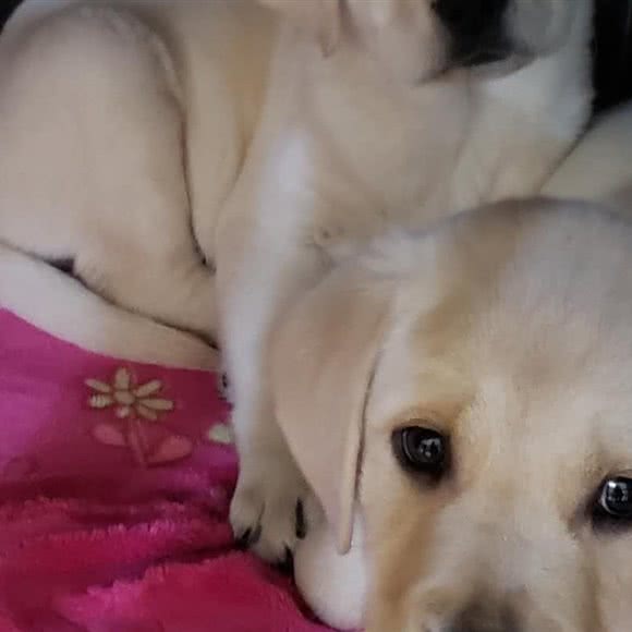 名门汪族宠物生活馆:毕节市七星关区