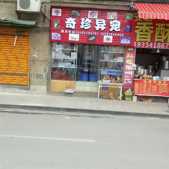 奇珍异宠:毕节市七星关区