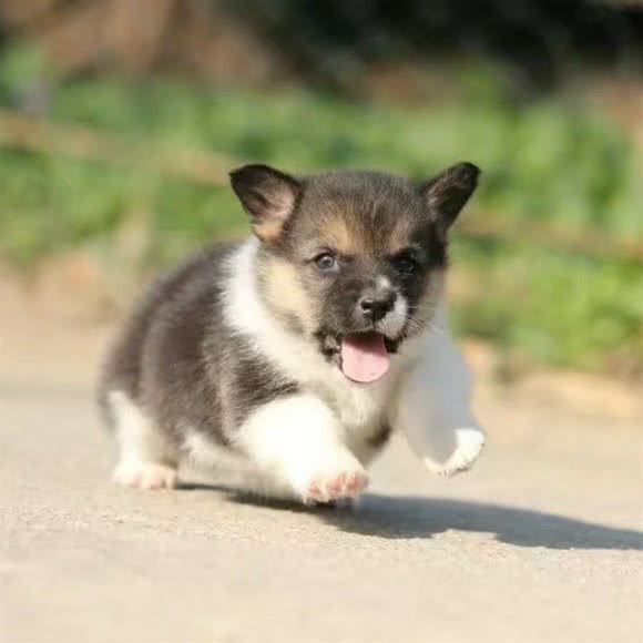 宠宠 宠物工作室 宠物训练摄影(宠物店):毕节市七星关区