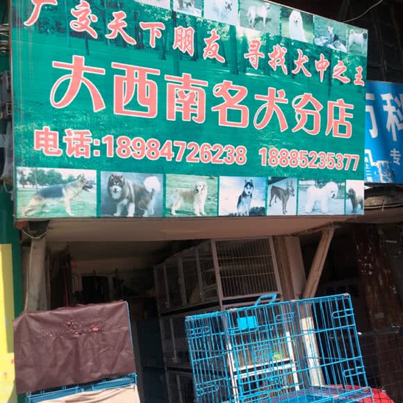 大西南名犬(分店):毕节市七星关区