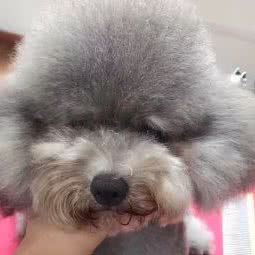 多可爱宠物美容中心:毕节市黔西市