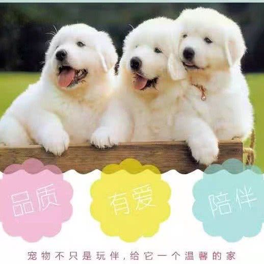 悦悦宠物店:铜仁市碧江区