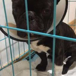 泊憩宠物医疗服务中心:铜仁市碧江区