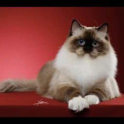 宠里宠物生活馆(温泉大道店):铜仁市沿河土家族自治县