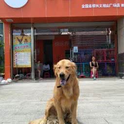 PETDOG派多格:黔西南布依族苗族自治州兴义市