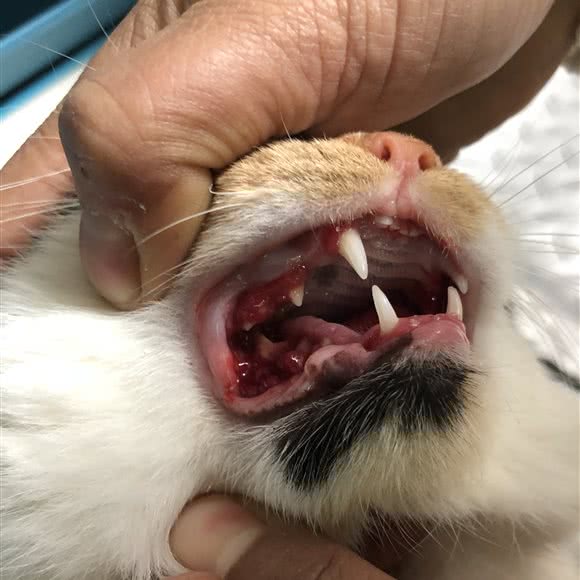 知恩宠物医院:黔西南布依族苗族自治州兴义市