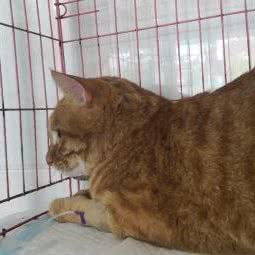 宠爱宠物医院:黔西南布依族苗族自治州兴义市