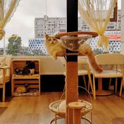 一猫一狗宠物生活馆:黔东南苗族侗族自治州凯里市