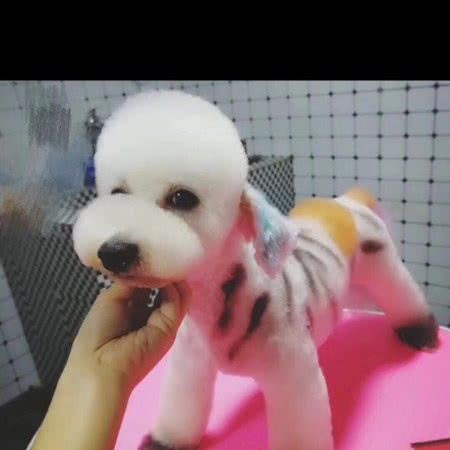 ZOO宠物工作室(喵七宠物工作室):黔东南苗族侗族自治州凯里市