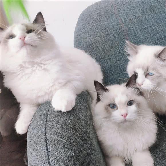 喵星人面包店:黔东南苗族侗族自治州凯里市