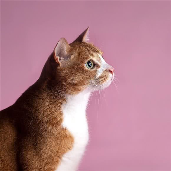 相猫堂堂:黔南布依族苗族自治州都匀市