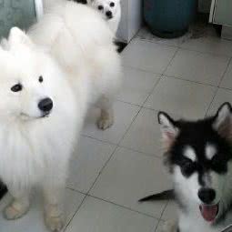 汪民宠物乐园:昆明市五华区