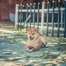 哆啦A梦宠物生活馆:昆明市盘龙区