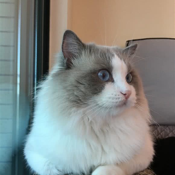 大莉莉名猫猫舍:昆明市西山区