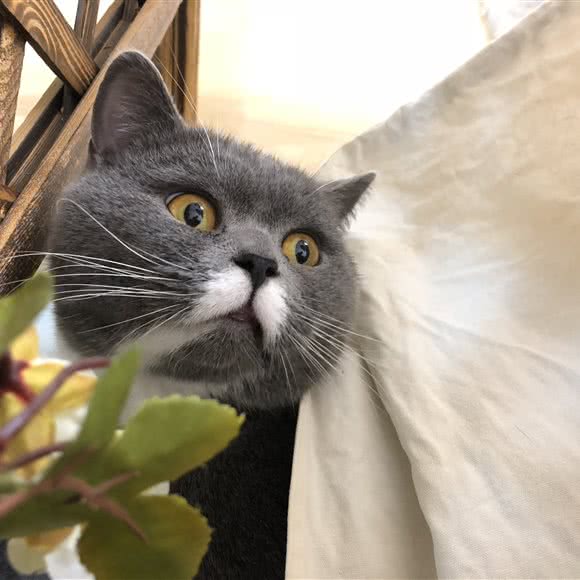 主子都是对的猫吧:昆明市呈贡区