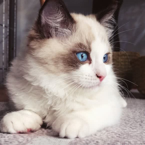 Cat Memory猫吧:昆明市呈贡区