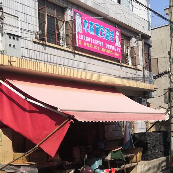 木森萌宠猫舍:昆明市呈贡区