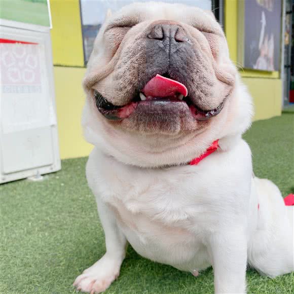 猫有狗友(猫有狗友宠物店):沈阳市铁西区兴工街/沈阳站西广场附近