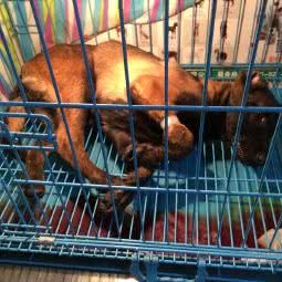 安宁爱宠之家宠物诊所:昆明市安宁市