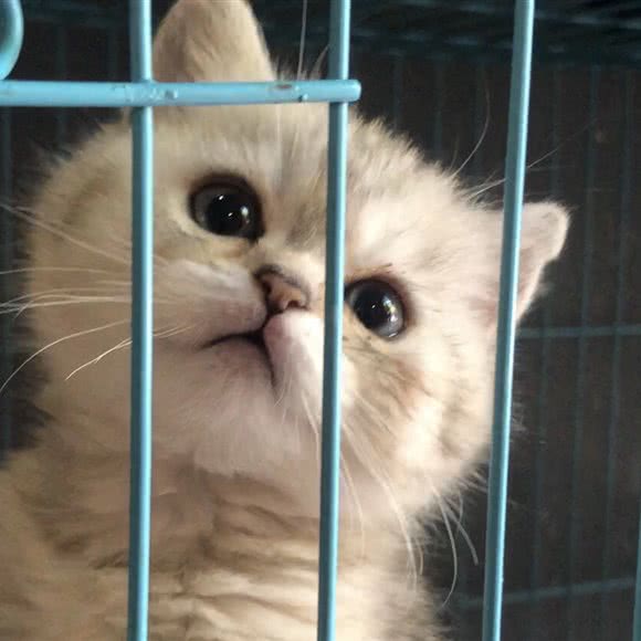 宠物日记狗狗生活馆:曲靖市麒麟区