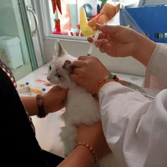 吉源宠物医院:曲靖市麒麟区