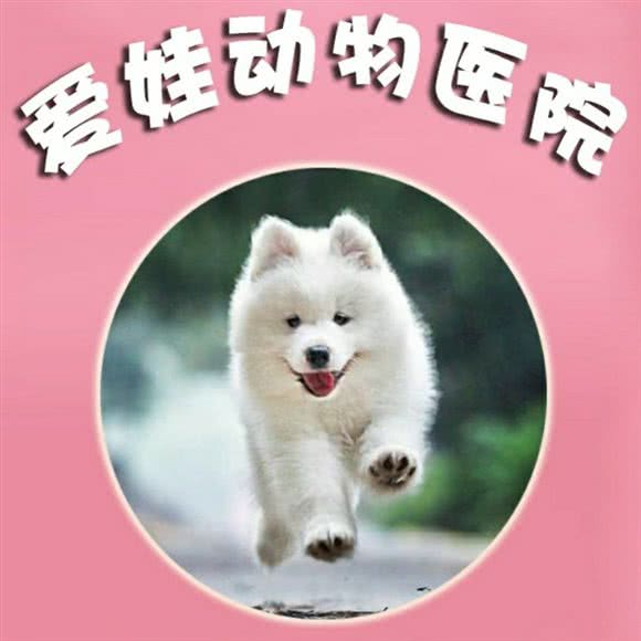 爱娃动物医院:沈阳市铁西区兴工街/沈阳站西广场附近