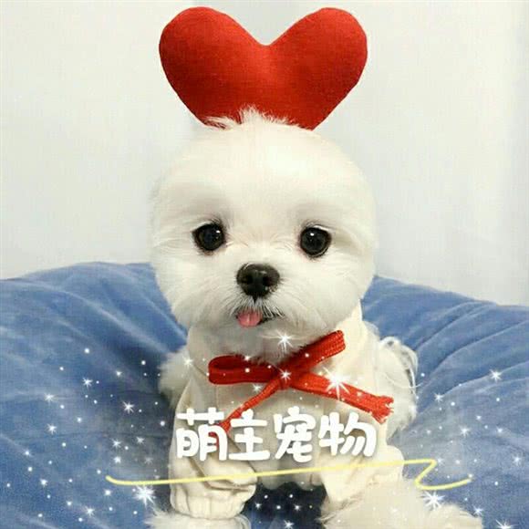 萌主宠物:昭通市昭阳区