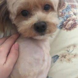 友間宠物屋:沈阳市铁西区保工街附近