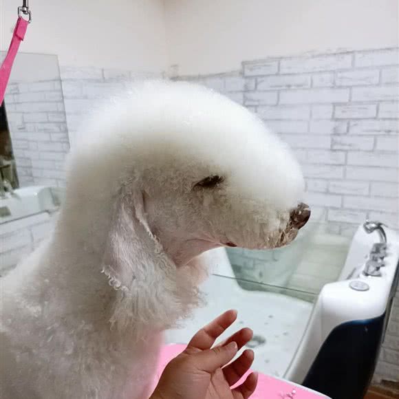 利奥宠物会馆:沈阳市铁西区保工街附近