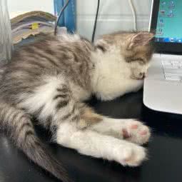 阿珊宠物(临沧总店):临沧市临翔区