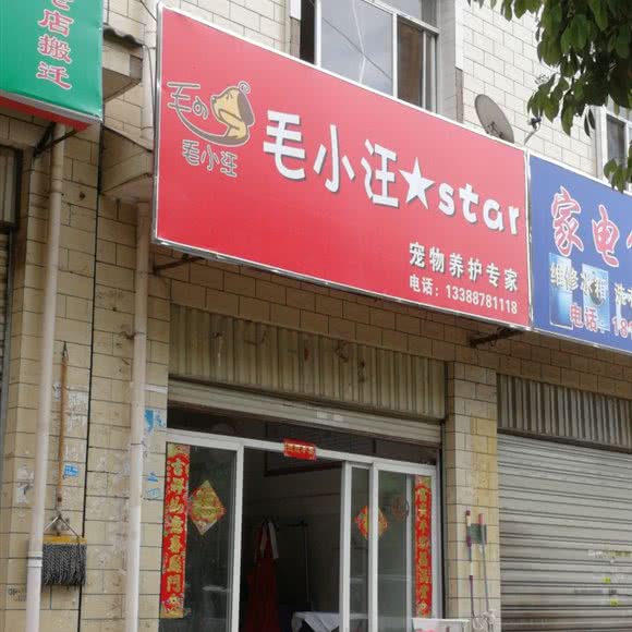 隆腾毛小汪 star宠物养护专家:楚雄彝族自治州楚雄市