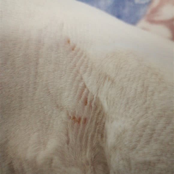 优倍宠物诊所:楚雄彝族自治州楚雄市