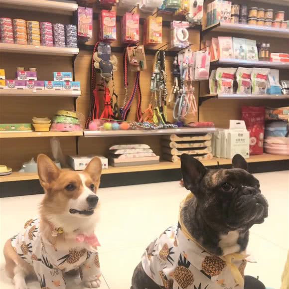 木子果宠物:沈阳市铁西区保工街附近