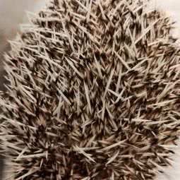 萌果瑞薪宠物主题乐园:沈阳市铁西区兴隆大都汇附近