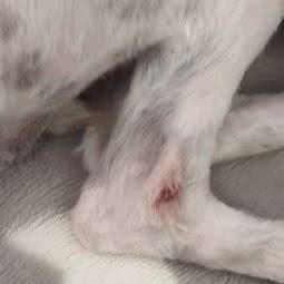 GOGO宠物美发工作室:红河哈尼族彝族自治州蒙自市