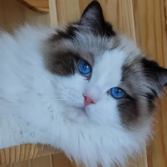 撸啊撸吸猫馆:沈阳市铁西区兴隆大都汇附近