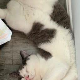 博爱宠物医院:西双版纳傣族自治州勐海县