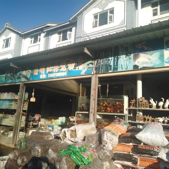 志刚渔具宠物店:大理白族自治州大理市