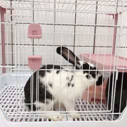 喜Me明星萌宠体验馆(人民路一店):大理白族自治州大理市