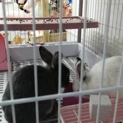 明星宠物体验馆(人民路旗舰店):大理白族自治州大理市