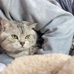 宠物世界:大理白族自治州大理市