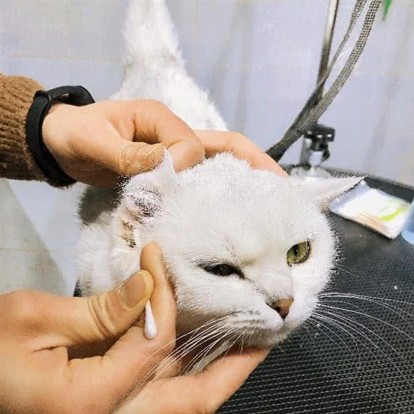 毛毛萌宠·宠物生活馆:大理白族自治州大理市