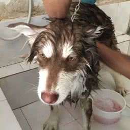 大理市啸天犬业俱乐部:大理白族自治州大理市