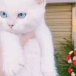 METACAT麦塔:大理白族自治州大理市