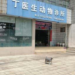 丁医生宠物医院:大理白族自治州大理市