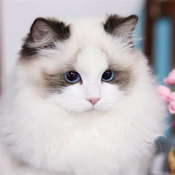 噜噜宠物:大理白族自治州宾川县