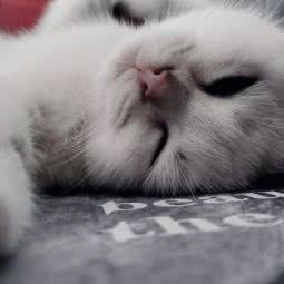 一世猫缘:德宏傣族景颇族自治州瑞丽市